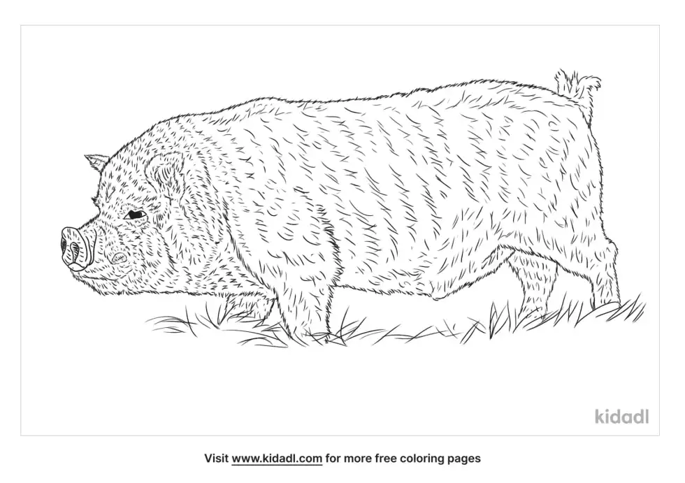 Pot Belly Pig Coloring Page