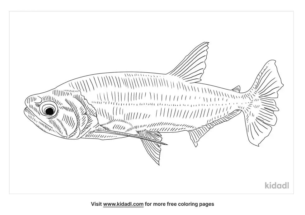 Payara Fish Coloring Page
