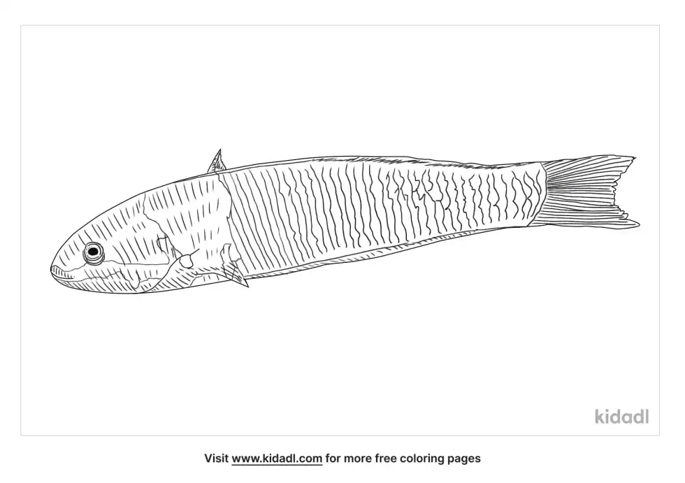 Cortez Rainbow Wrasse Coloring Page