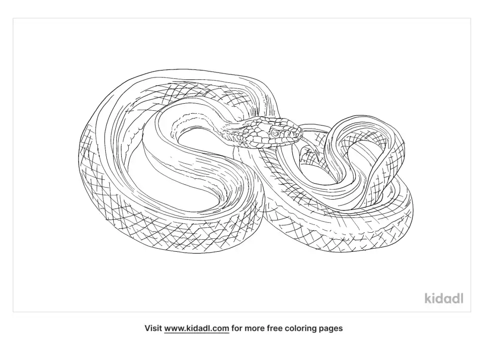 Four-Lined Snake Coloring Page