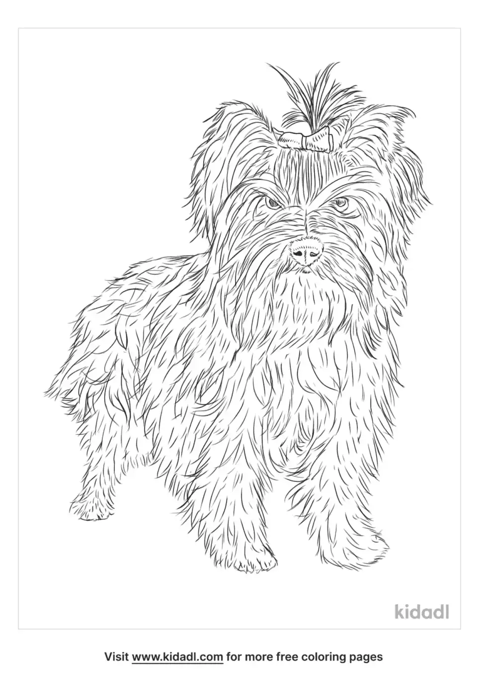 Biewer Terrier Coloring Page