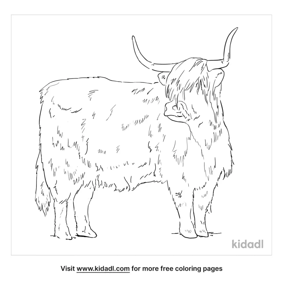 Highland Cattle Coloring Page