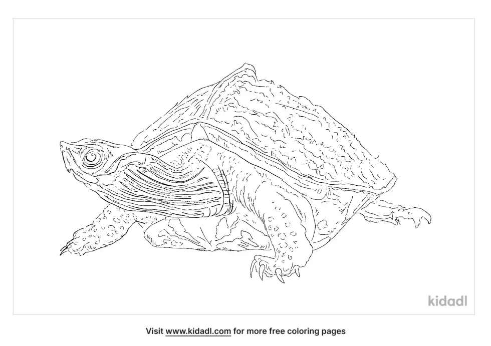Indian Roofed Turtle Coloring Page