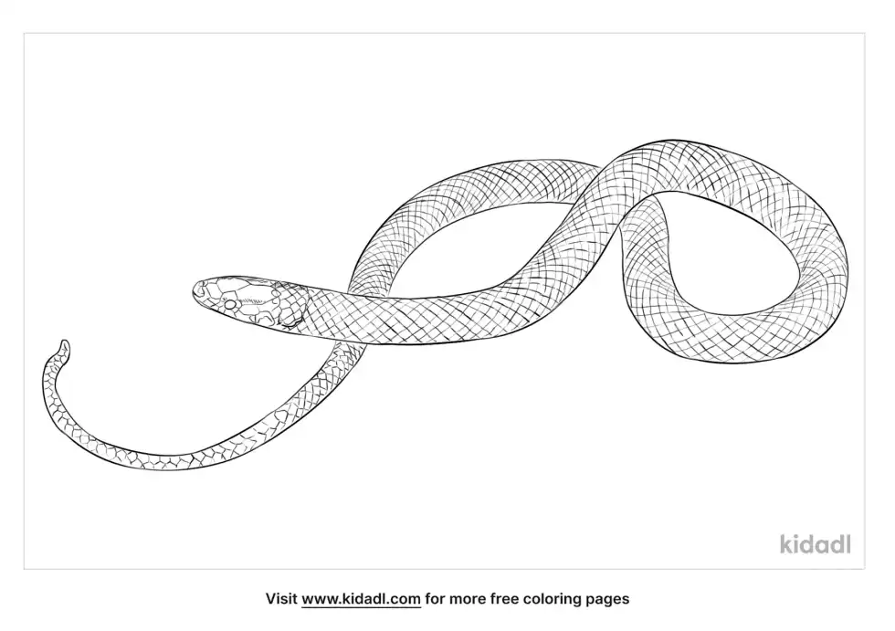 Florida Crowned Snake Coloring Page