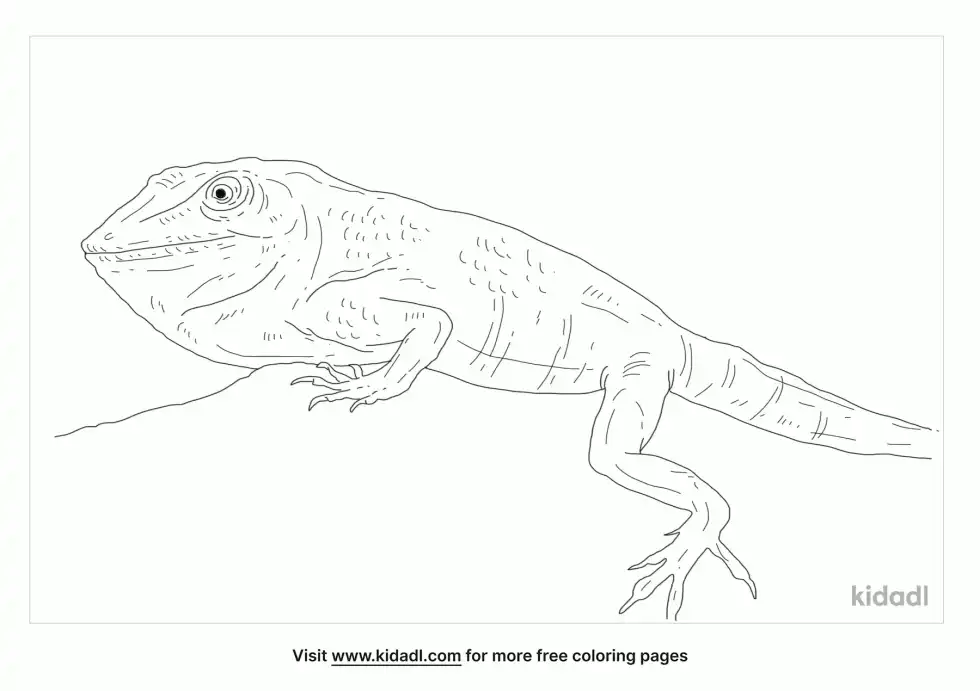 Knight Anole Coloring Page