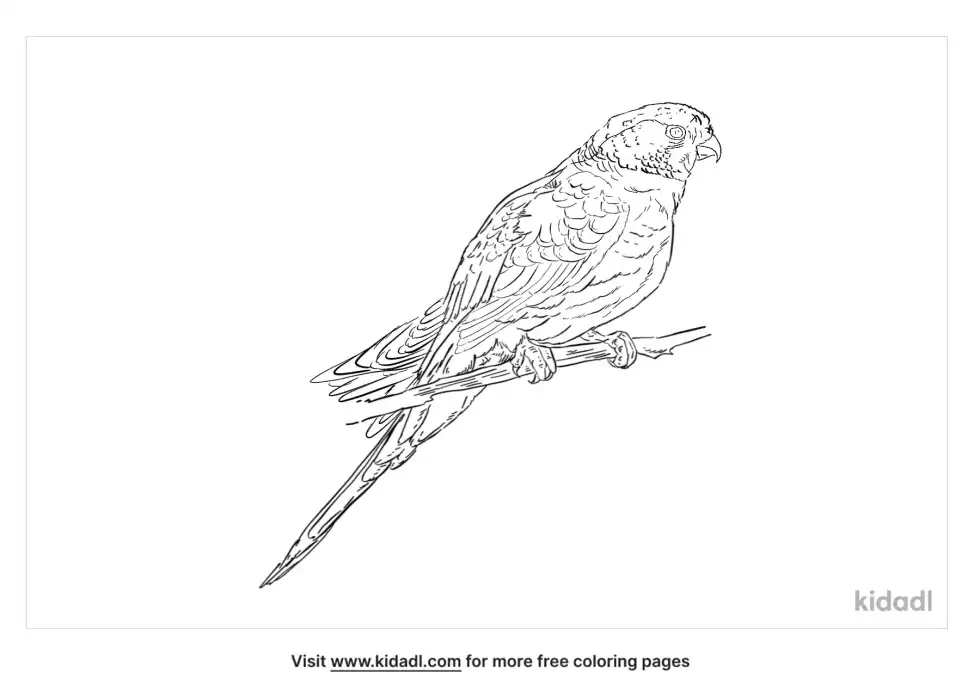 Golden-Shouldered Parrot Coloring Page