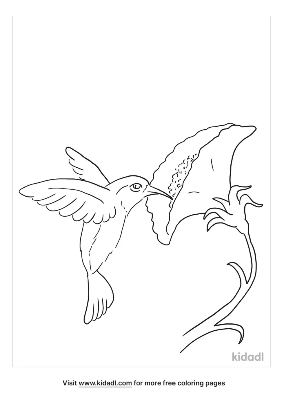 Hummingbird And Morning Glory Coloring Page