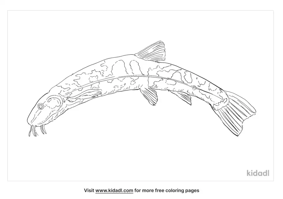 Stone Loach Coloring Page