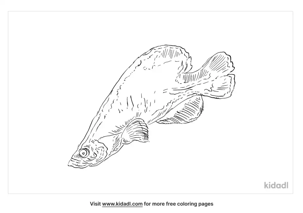 Soapfish Coloring Page