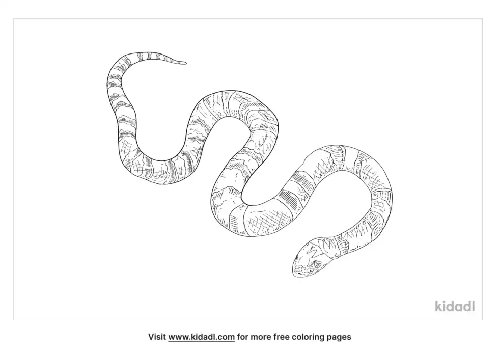 Aquatic Coral Snake Coloring Page