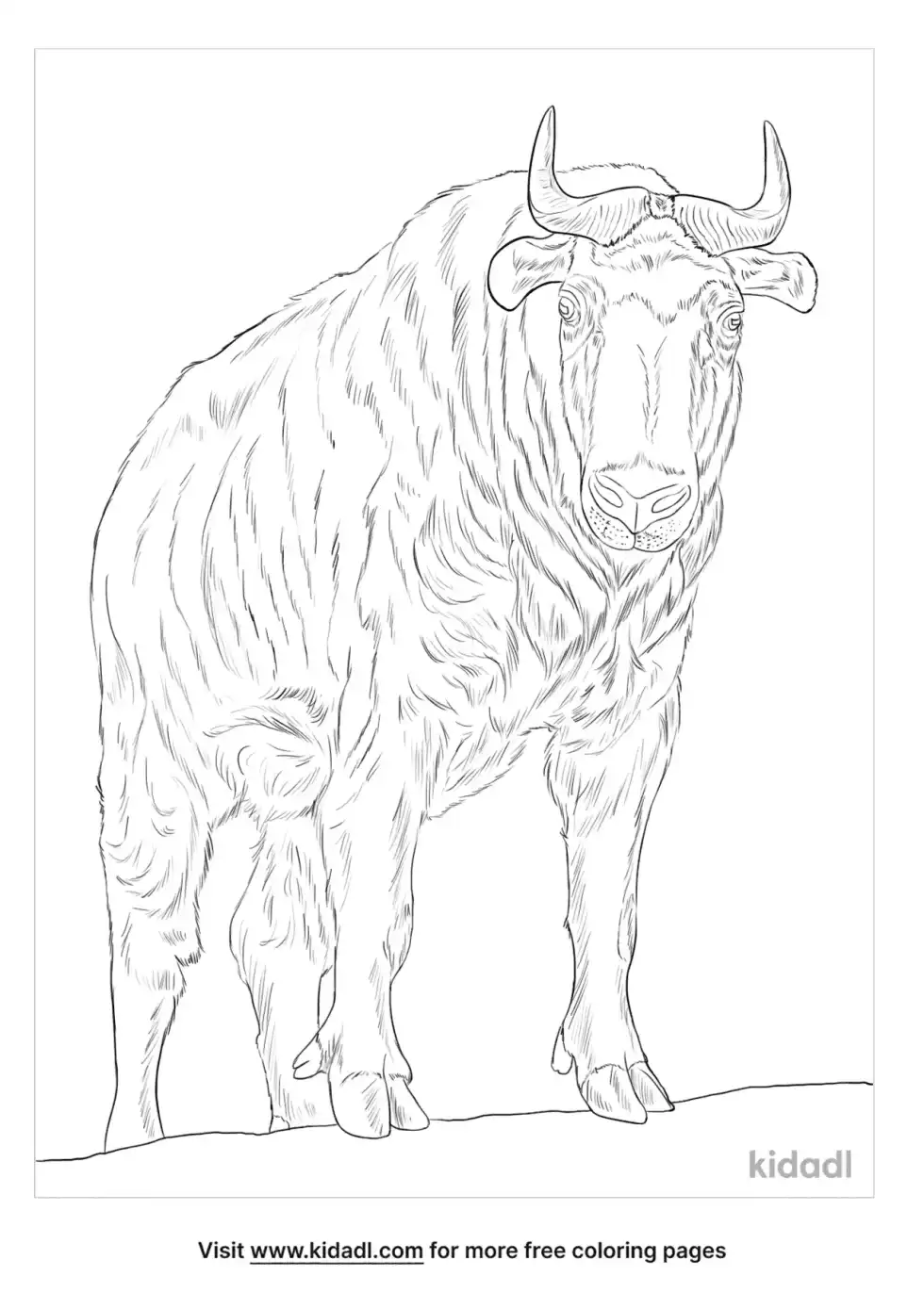 Mishmi Takin Coloring Page