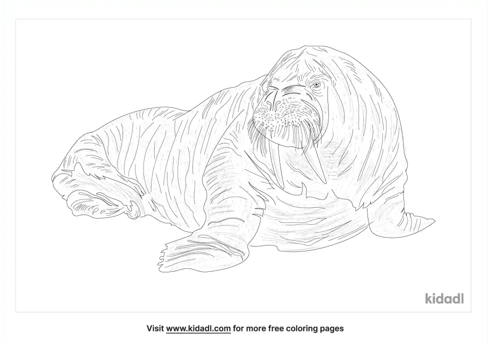 Atlantic Walrus Coloring Page