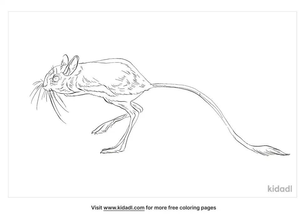 Four-Toed Jerboa Coloring Page