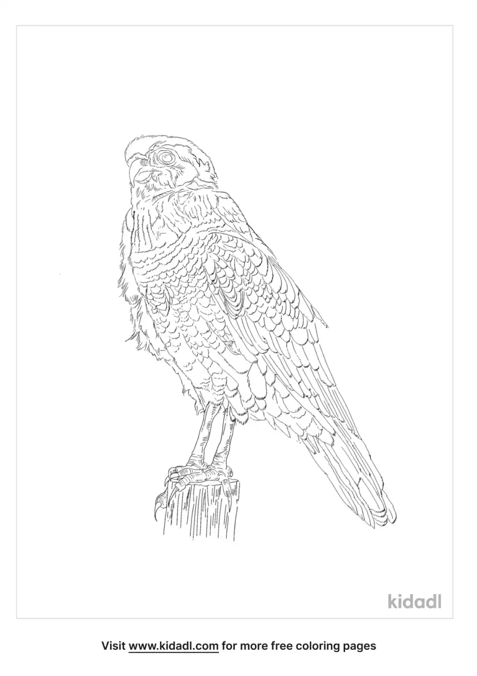 European Honey Buzzard Coloring Page
