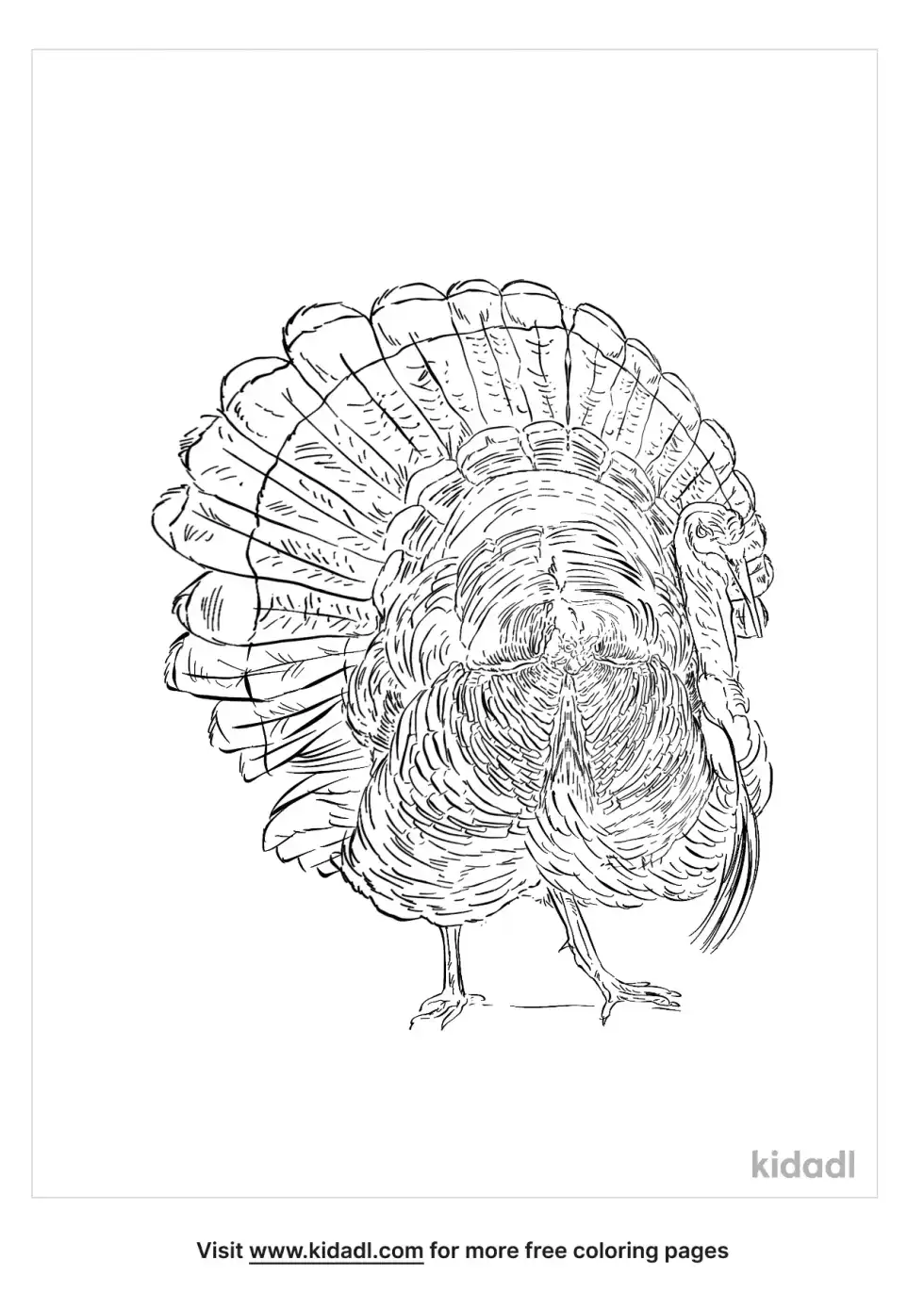 Royal Palm Turkey Coloring Page
