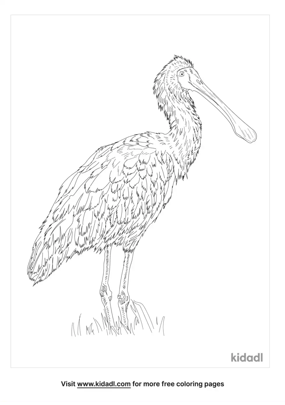 African Spoonbill Coloring Page