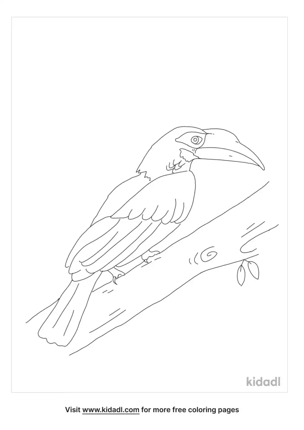 Bushy Crested Hornbill Coloring Page