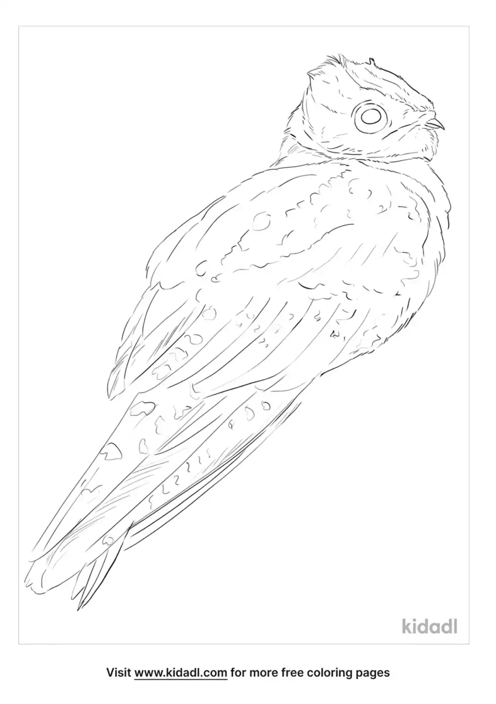 Nightjars Coloring Page