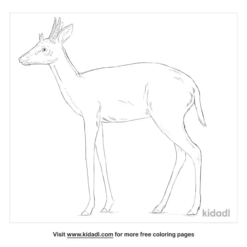 Four Horned Antelope Coloring Page
