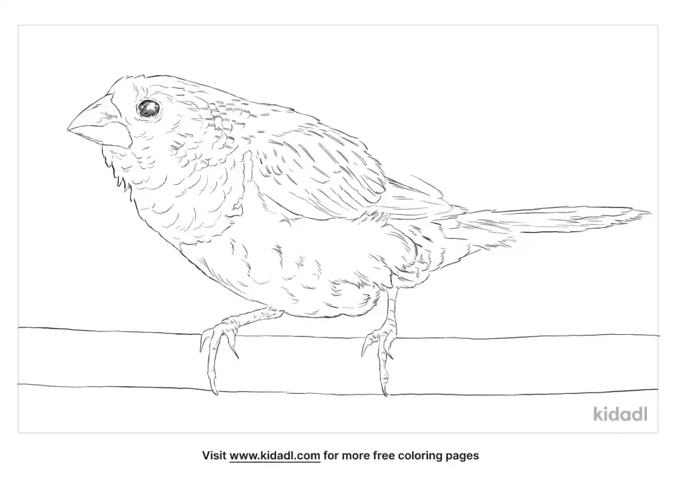 White Rumped Munia Coloring Page