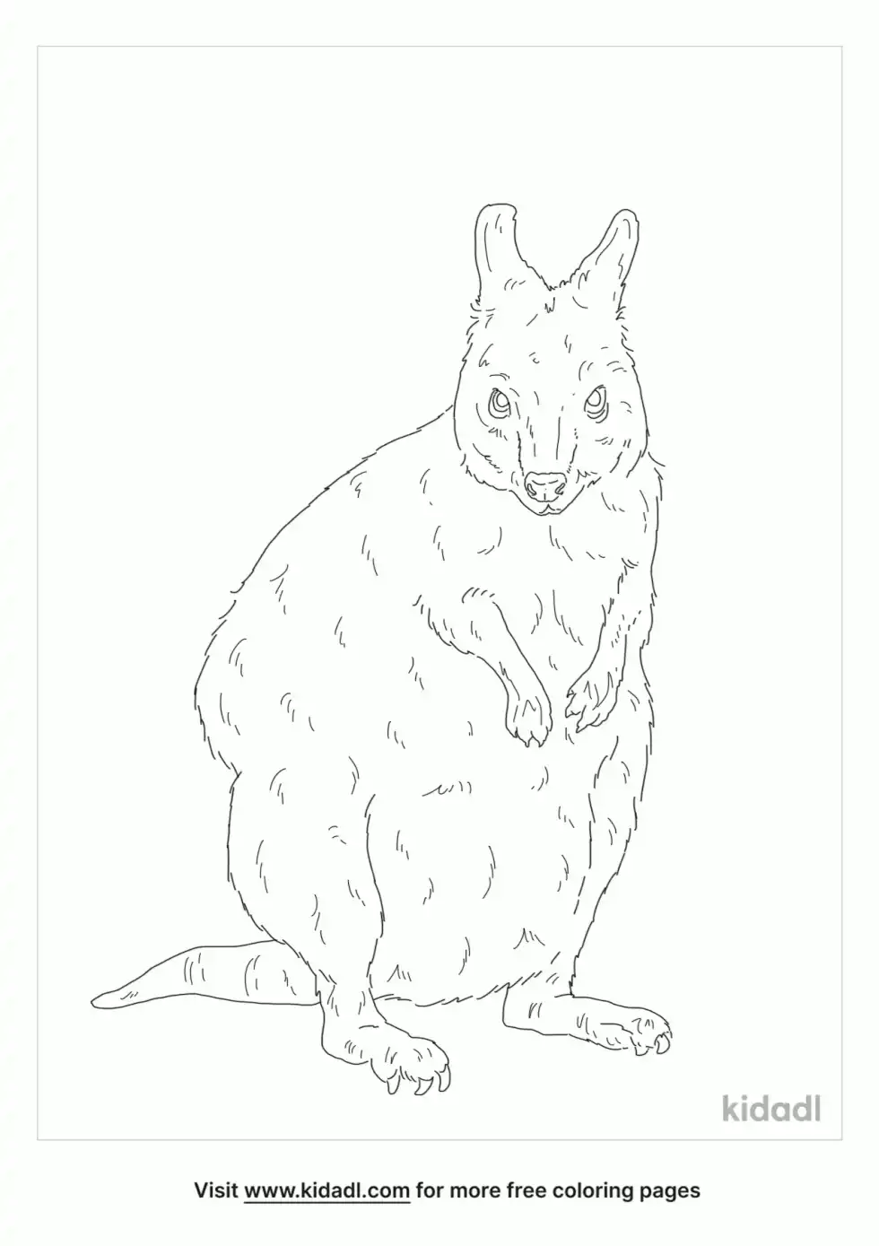 Red Necked Pademelon Coloring Page