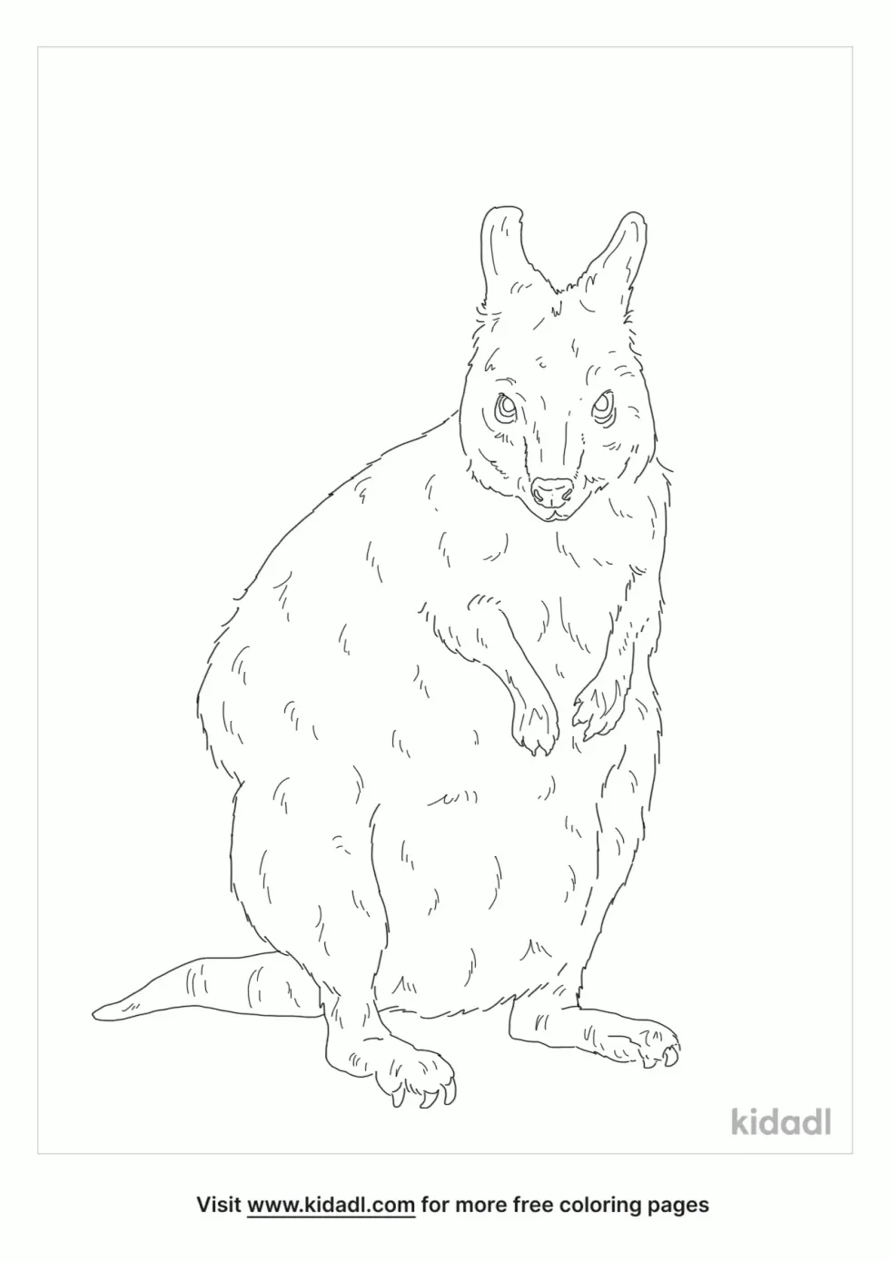 Red Necked Pademelon