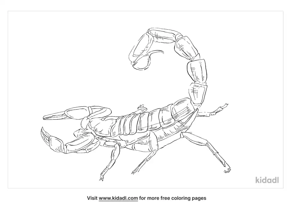 Androctonus Scorpion Coloring Page