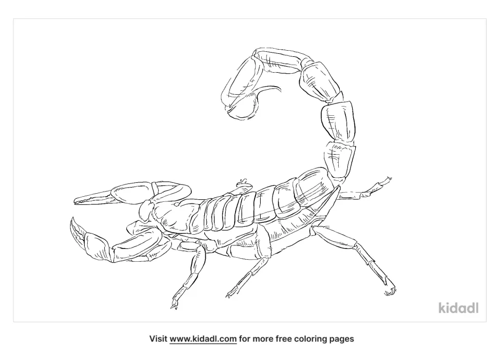 Androctonus Scorpion