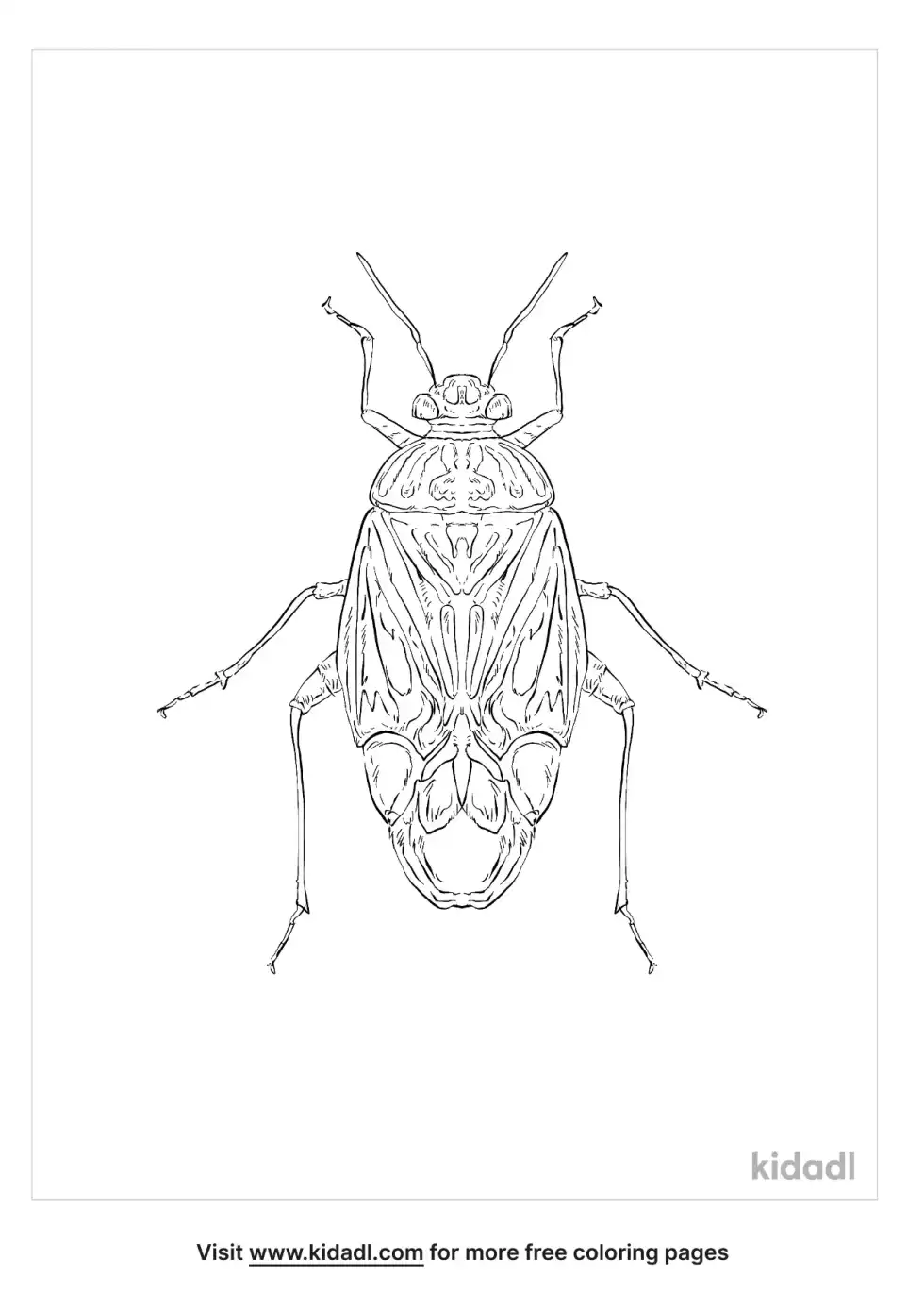 Tarnished Plant Bug Coloring Page