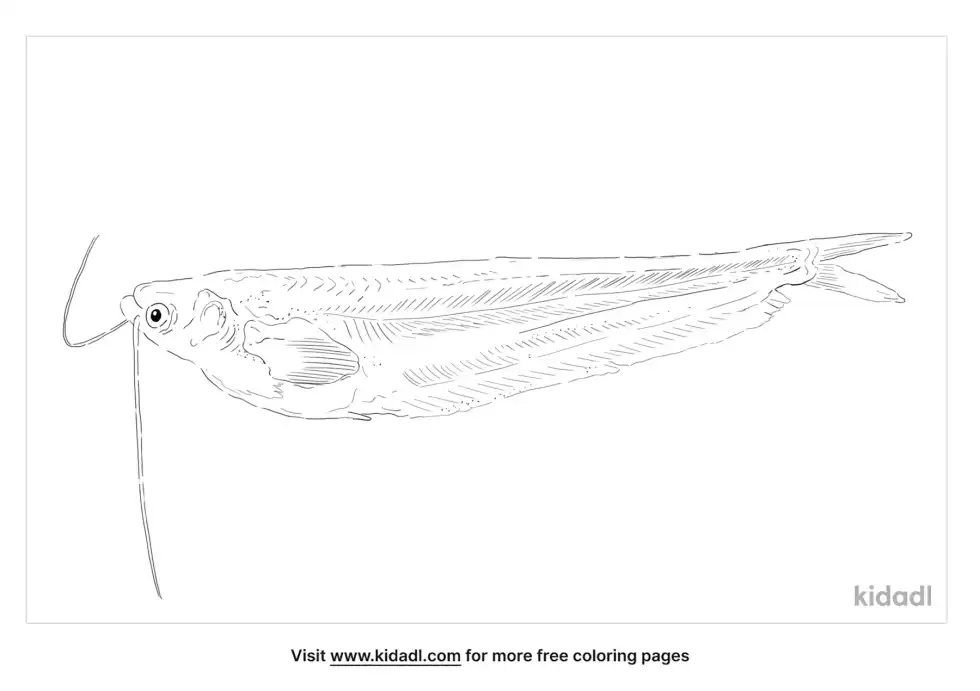 Butter Catfish Coloring Page