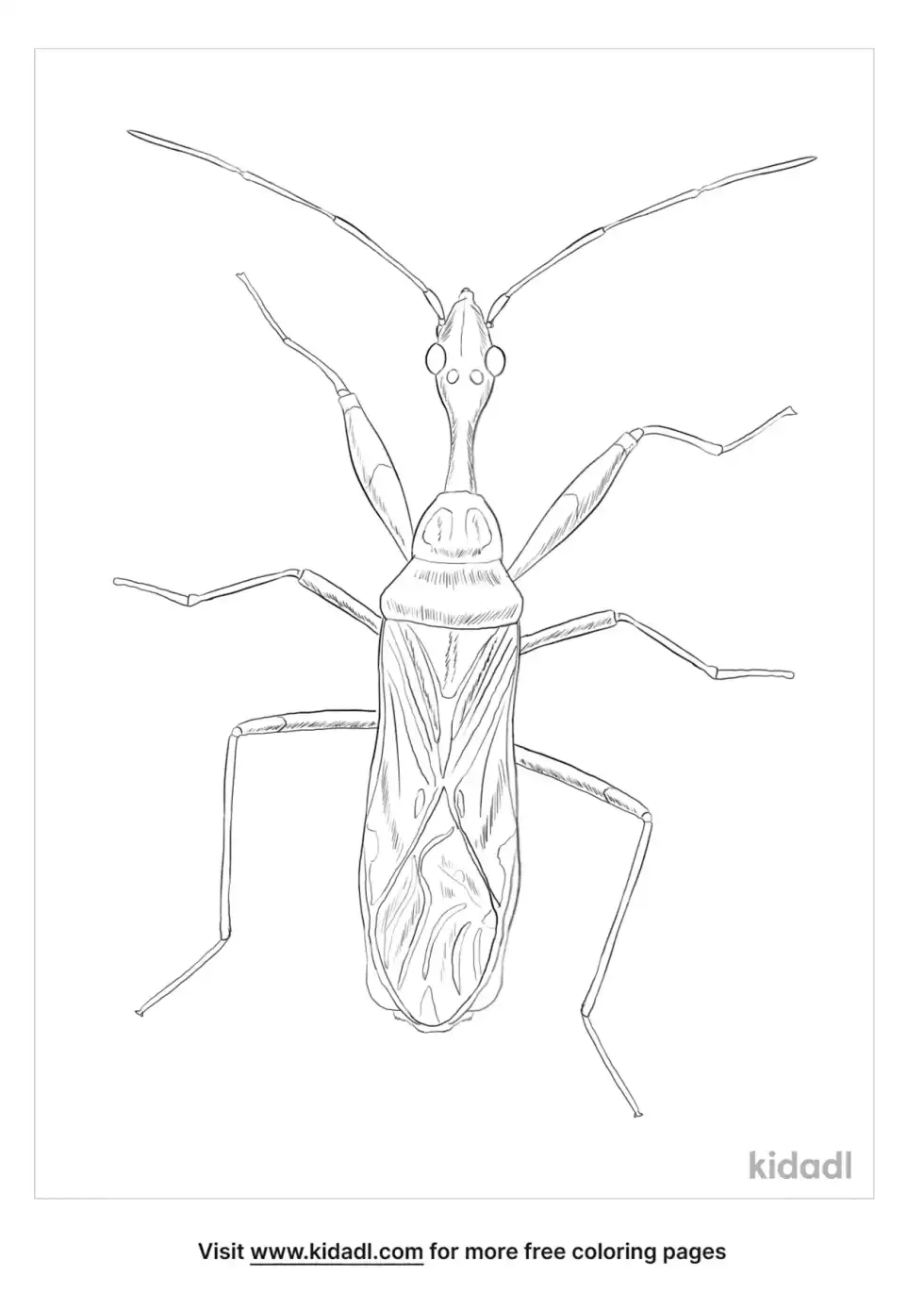 Long-Necked Seed Bug Coloring Page