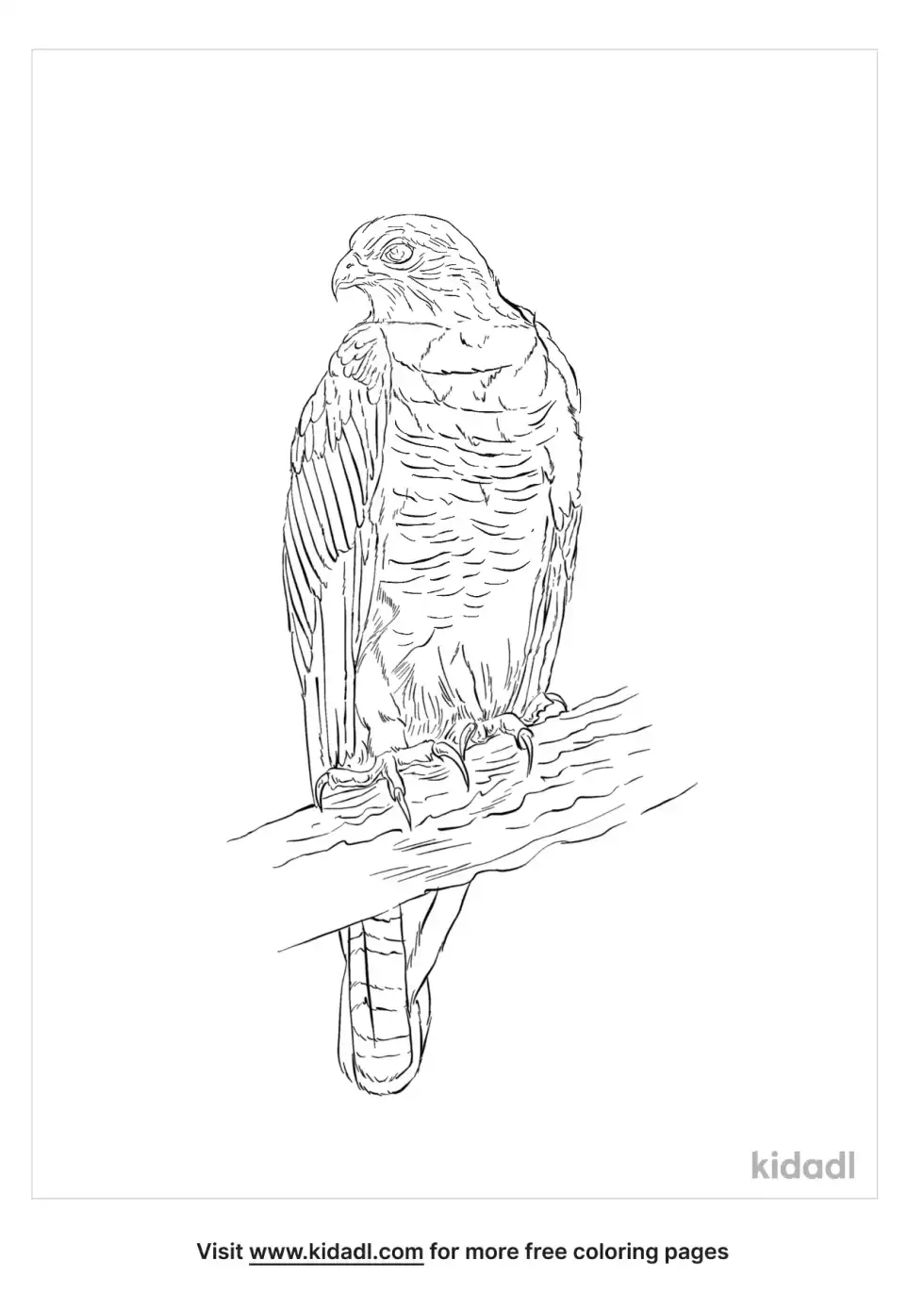 Collared Sparrowhawk Coloring Page