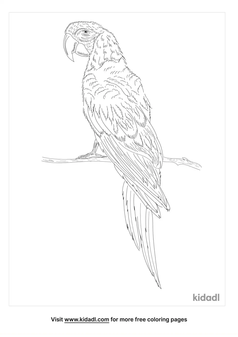 Red-And-Green Macaw Coloring Page