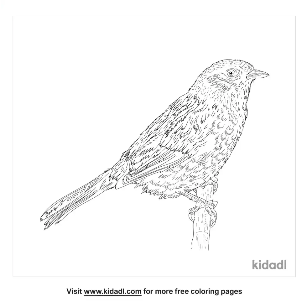 Accentor Coloring Page