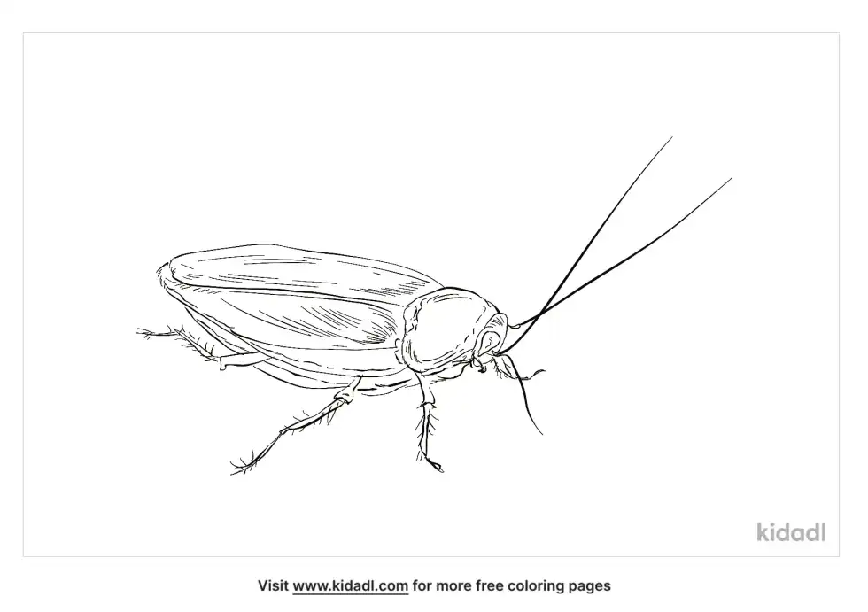 Forest Cockroach Coloring Page
