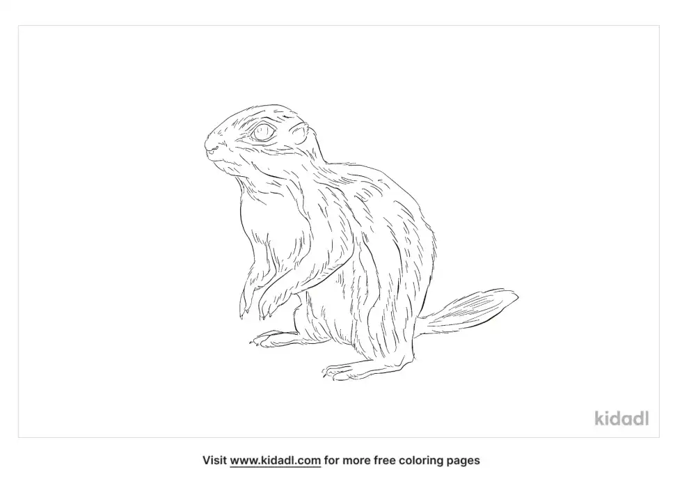 European Ground Squirrel Coloring Page