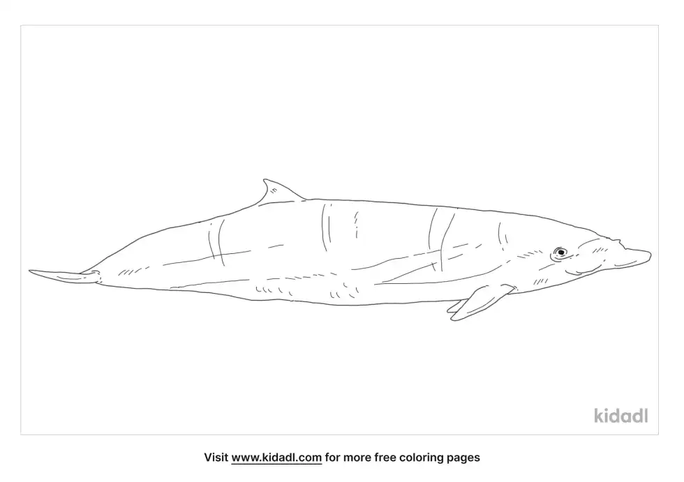 Blainville Beaked Whale Coloring Page