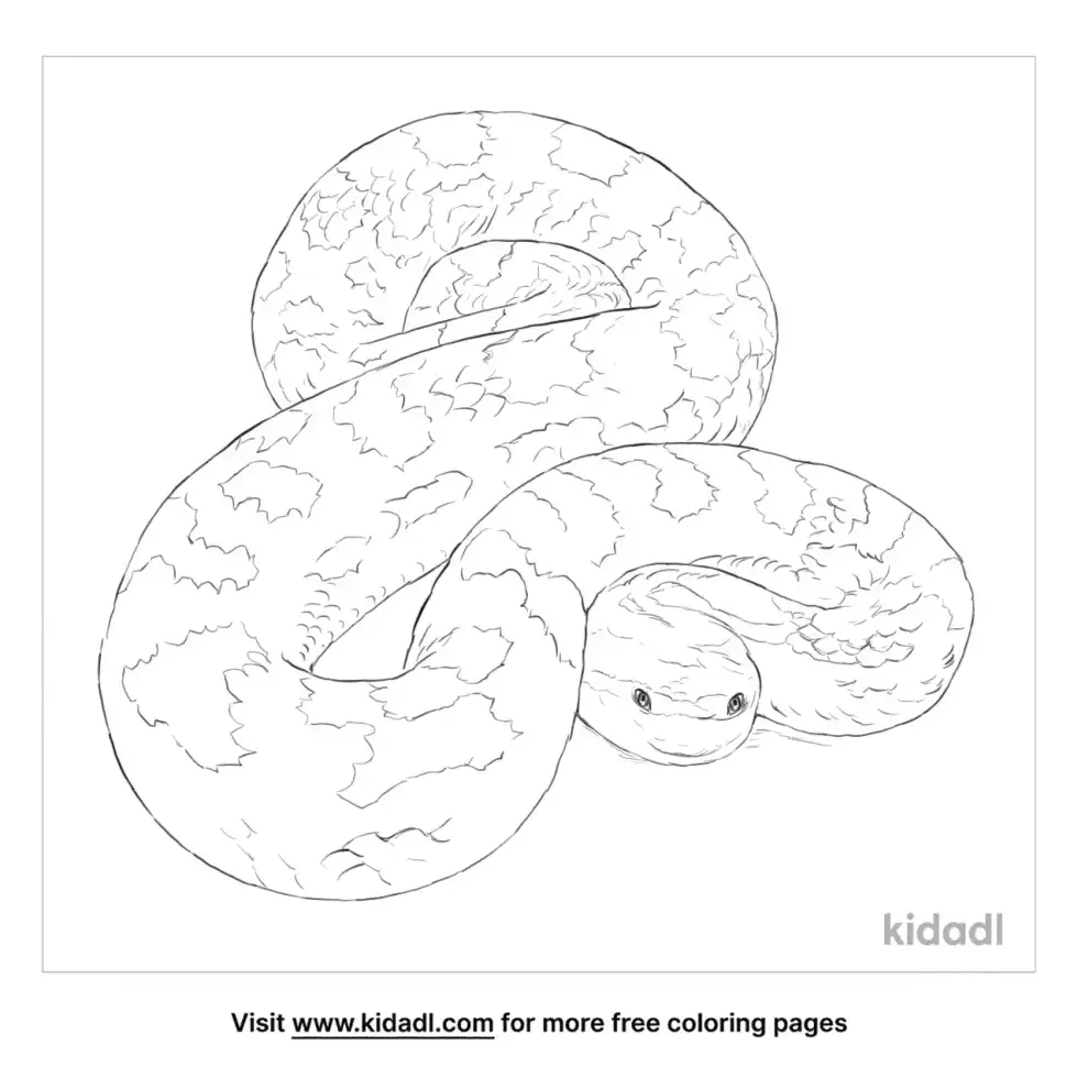 Himalayan Pit Viper Coloring Page
