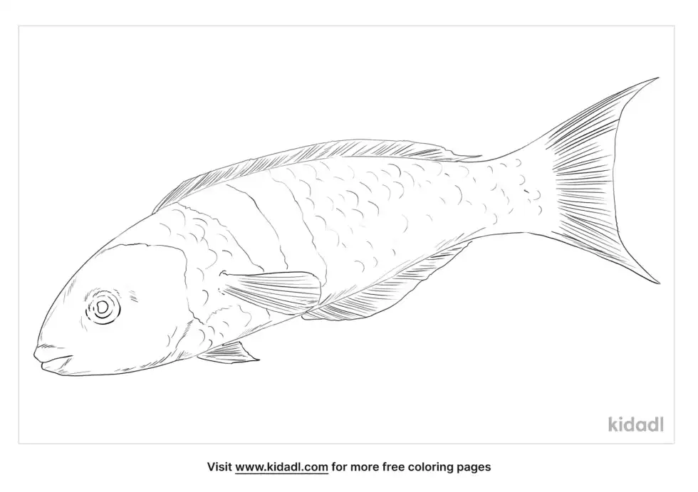 Bluehead Coloring Page