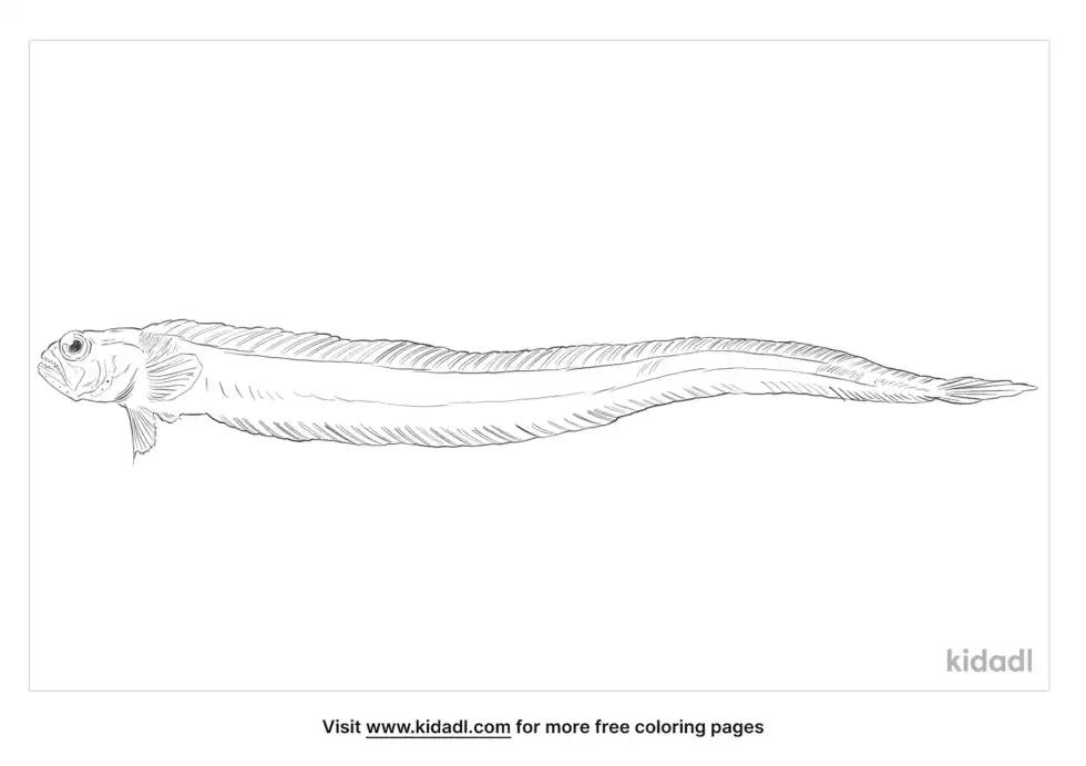 Cepola Coloring Page