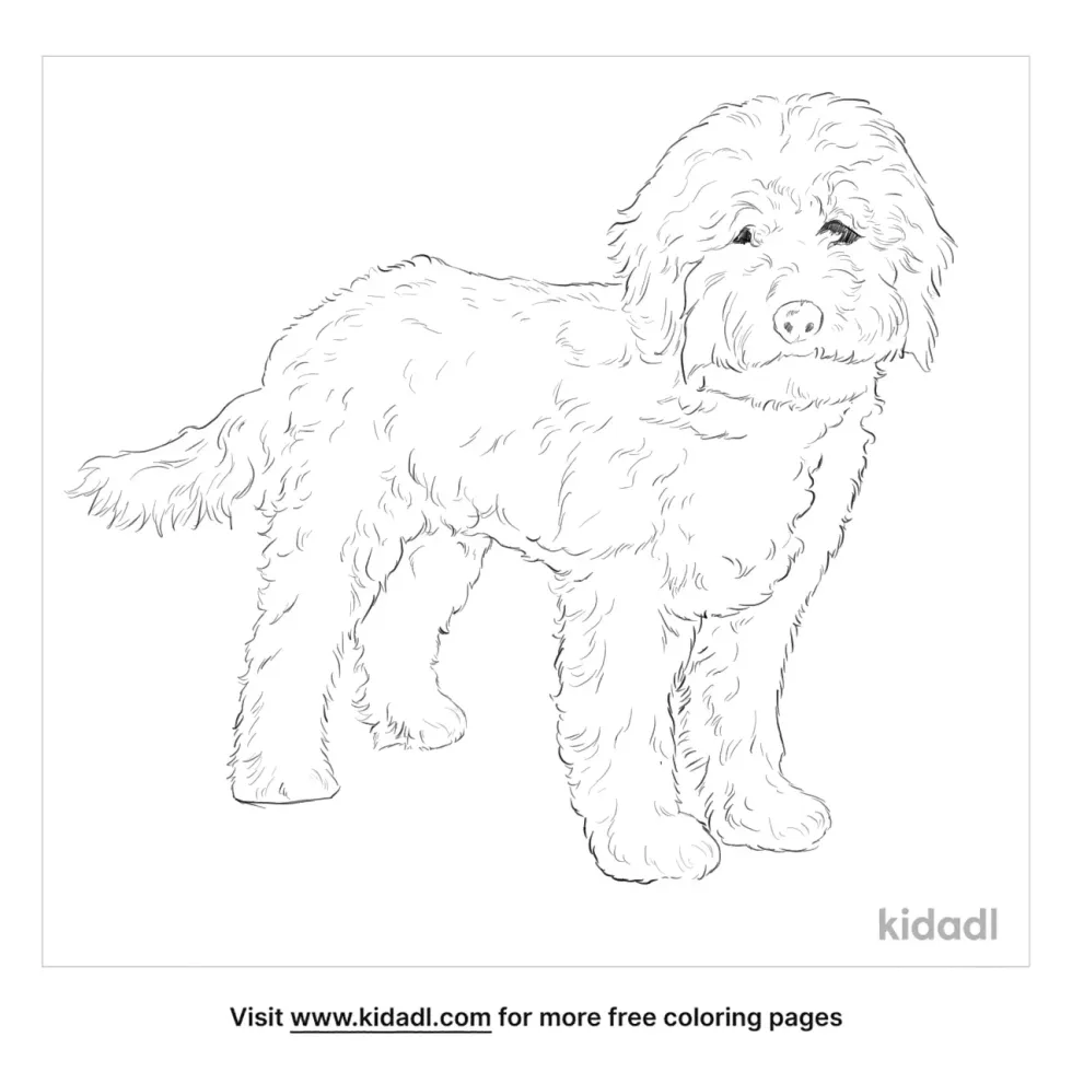 Miniature Goldendoodle Coloring Page