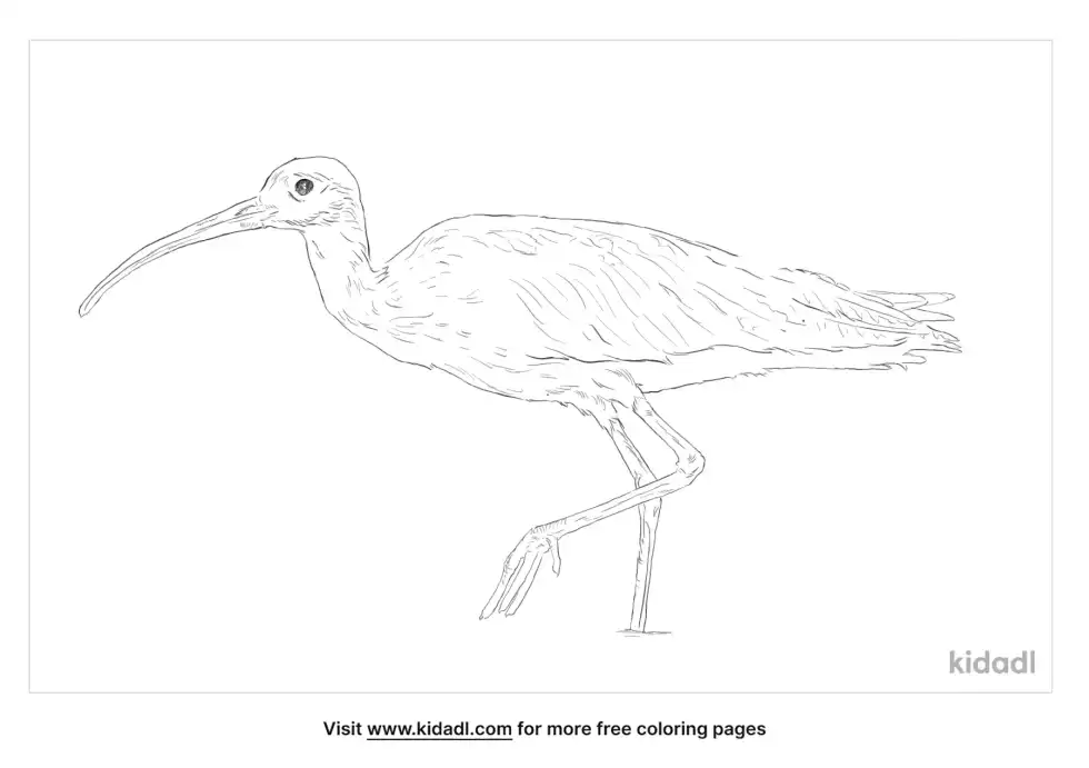 Eastern Curlew Coloring Page