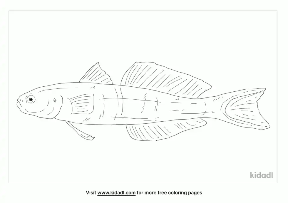 Blackfin Dartfish Coloring Page