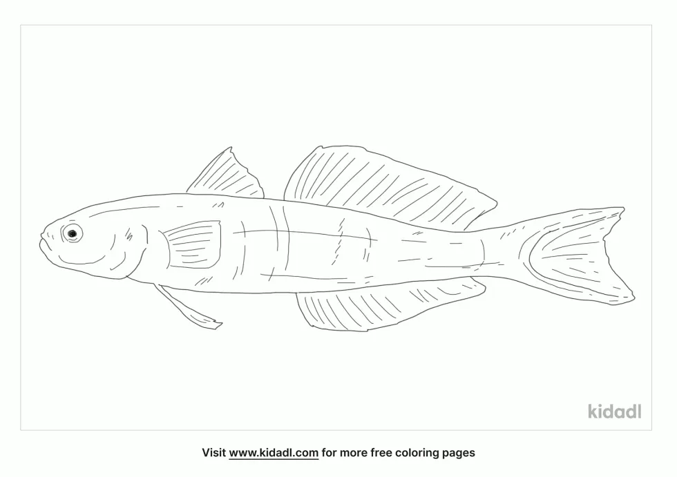 Blackfin Dartfish