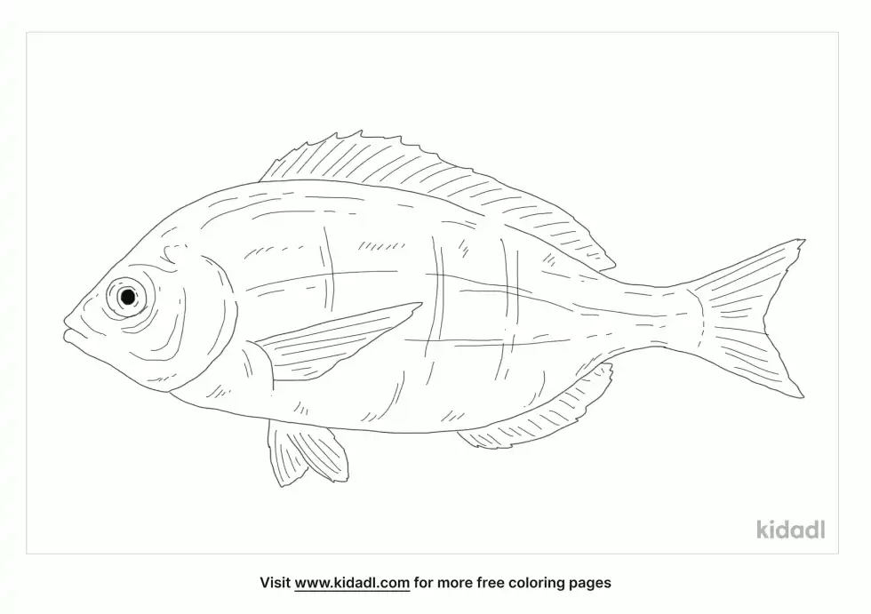 Black Seabream Coloring Page