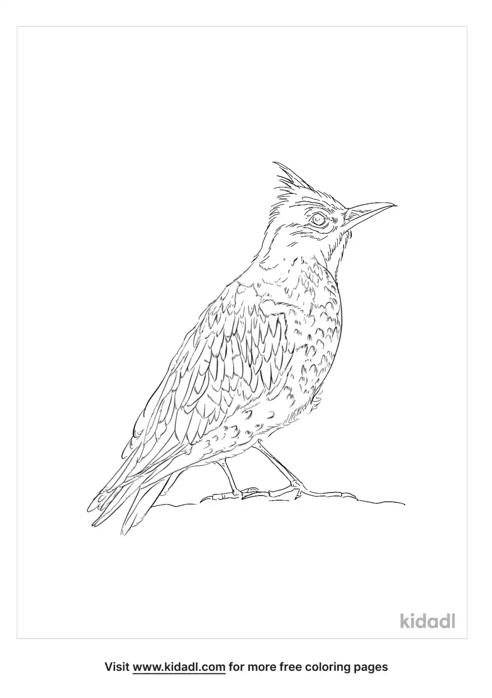 Crested Lark Coloring Page