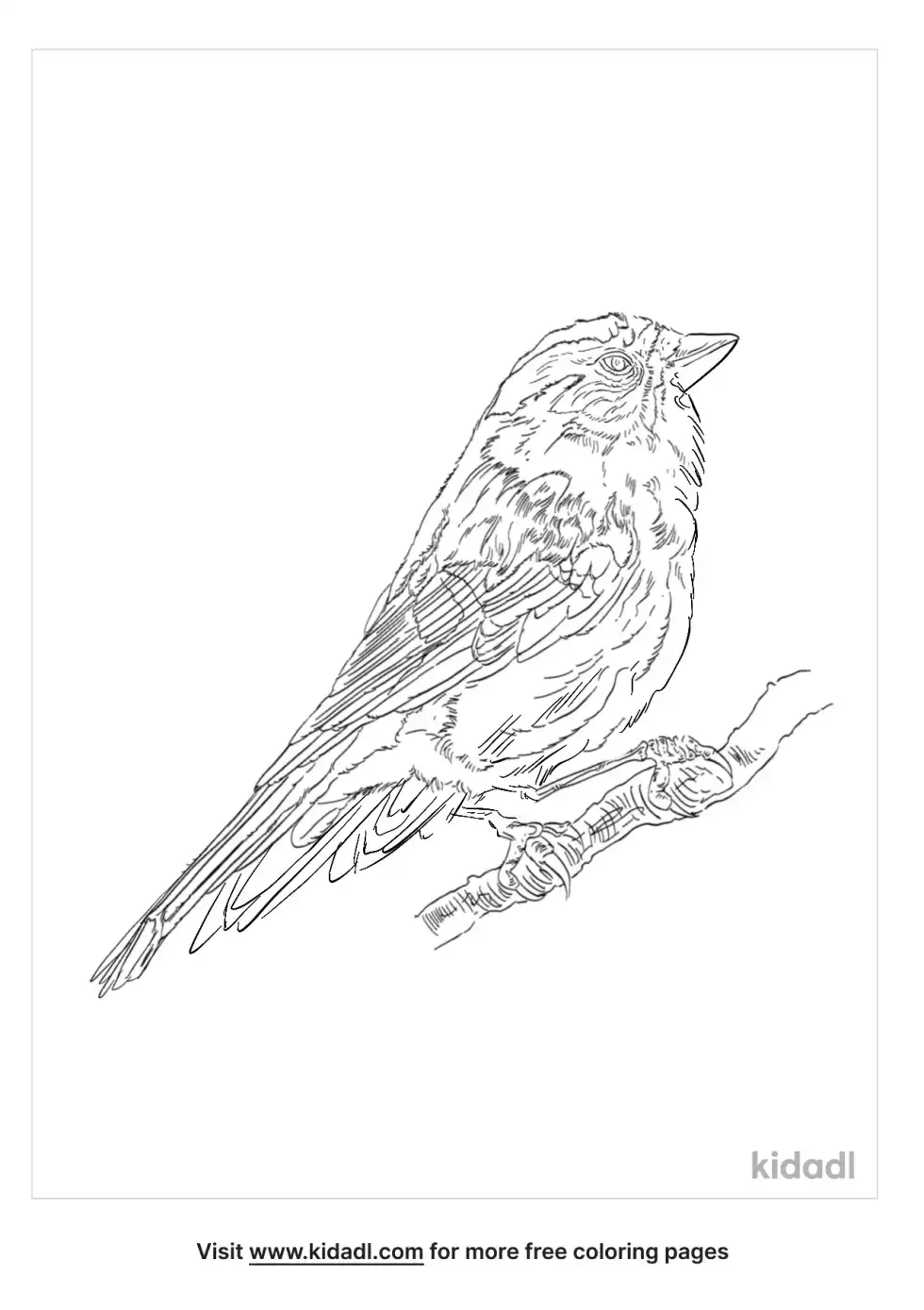 Common Rosefinch Coloring Page