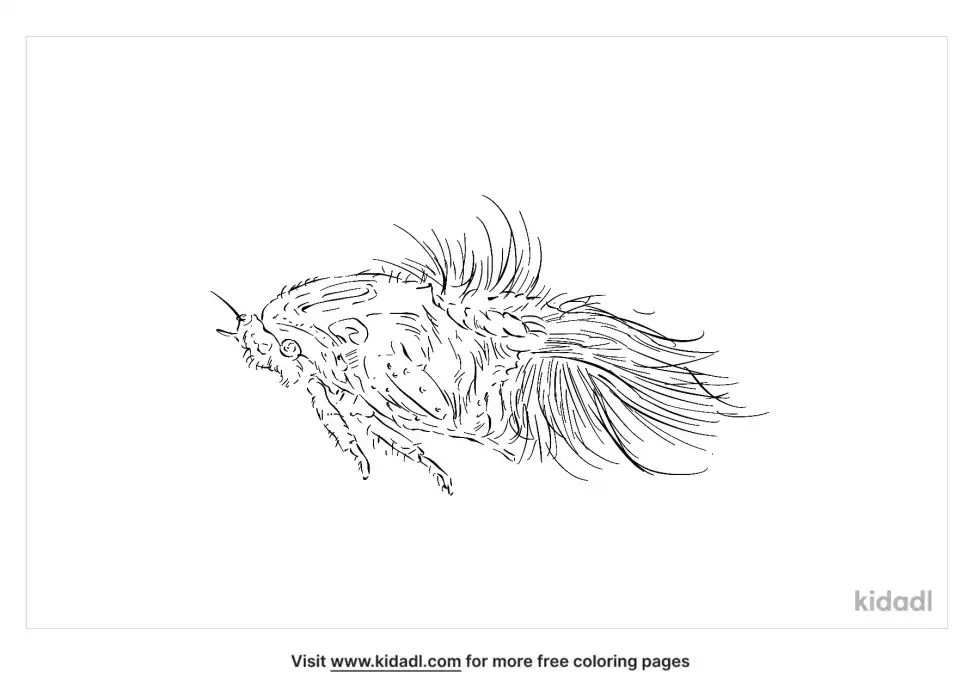 Flatid Planthopper Coloring Page