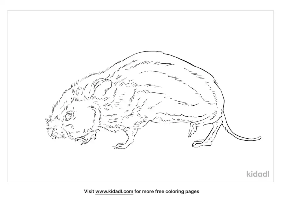 European Water Vole Coloring Page