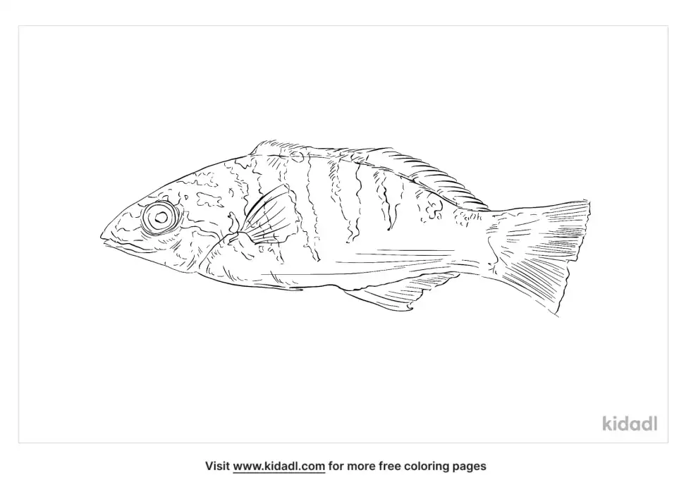 Hardwicke Wrasse Coloring Page
